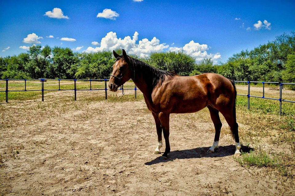 DIY Honey-Do Box Set: Standard 60' Round Pen (31 Panels; 2 Rails)