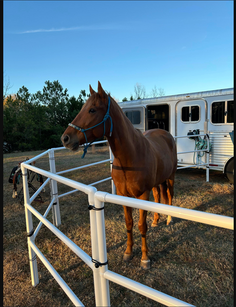 Modular Horse Corral Portable Panel Fencing: (Liberty 10 Panels; 3 Rails)