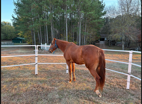 Modular Horse Corral Portable Panel Fencing: (Liberty 10 Panels; 3 Rails)