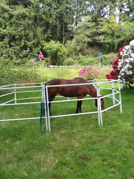 Modular Horse Corral Portable Panel Fencing: (Liberty 8 Panels; 3 Rails)