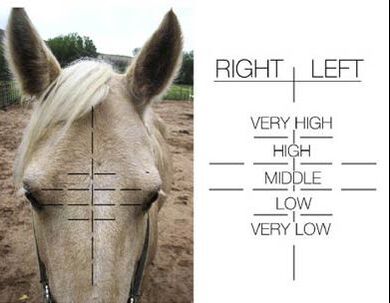 Science vs Folklore: Do Whorl Patterns in Horses Really Mean Anything?