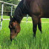 BOGO Ready Made Portable Electric Horse Corral Fencing: (Electric EconoLine 8x2 = 16 Panels; 2 Rails)