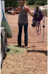 BOGO Ready Made Portable Electric Horse Corral Fencing: (Electric EconoLine 8x2 = 16 Panels; 2 Rails)