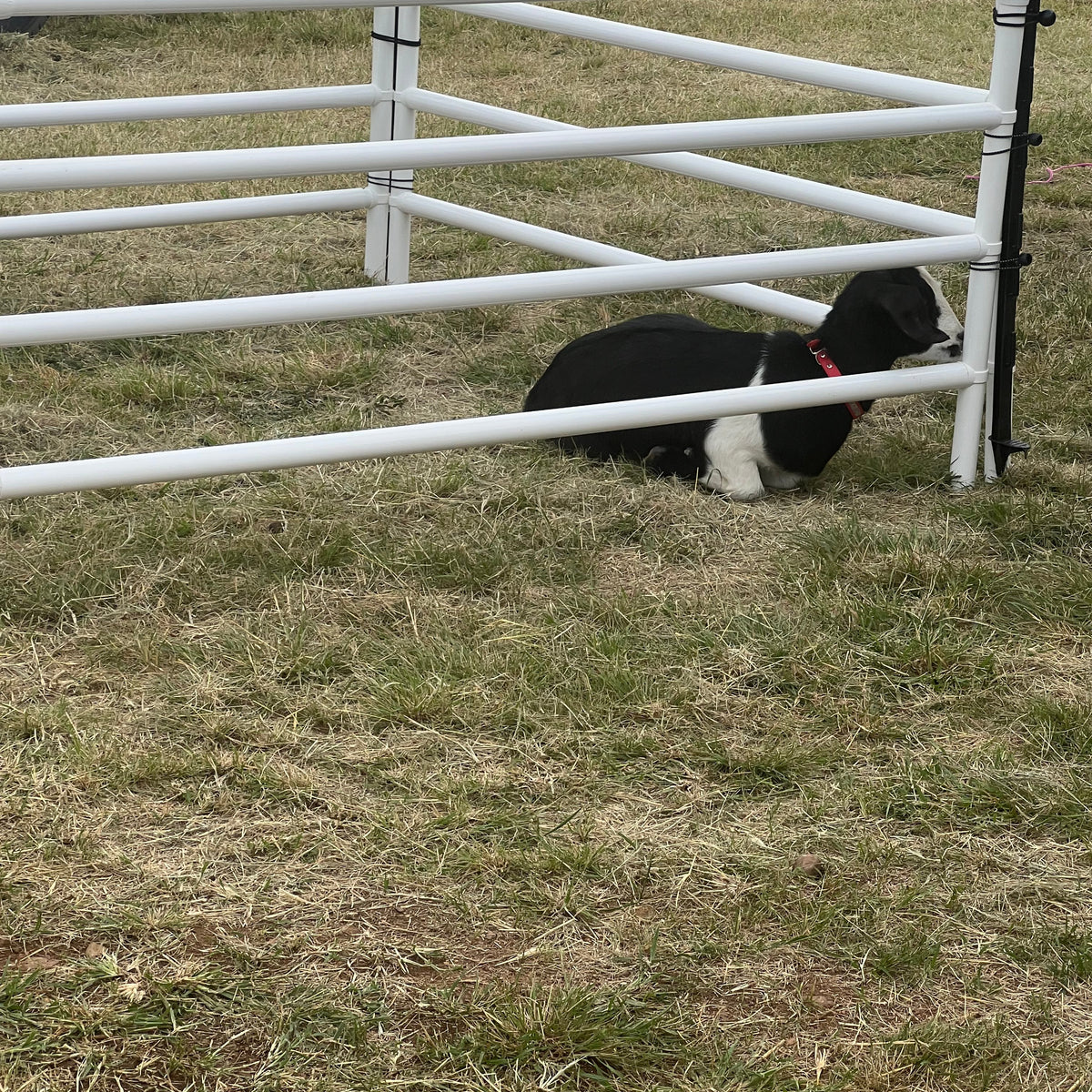 Goat Rails DIY Modular Kit: Mini/Goat Corral (4 Panels; 4 Rails) – Camp Corrals