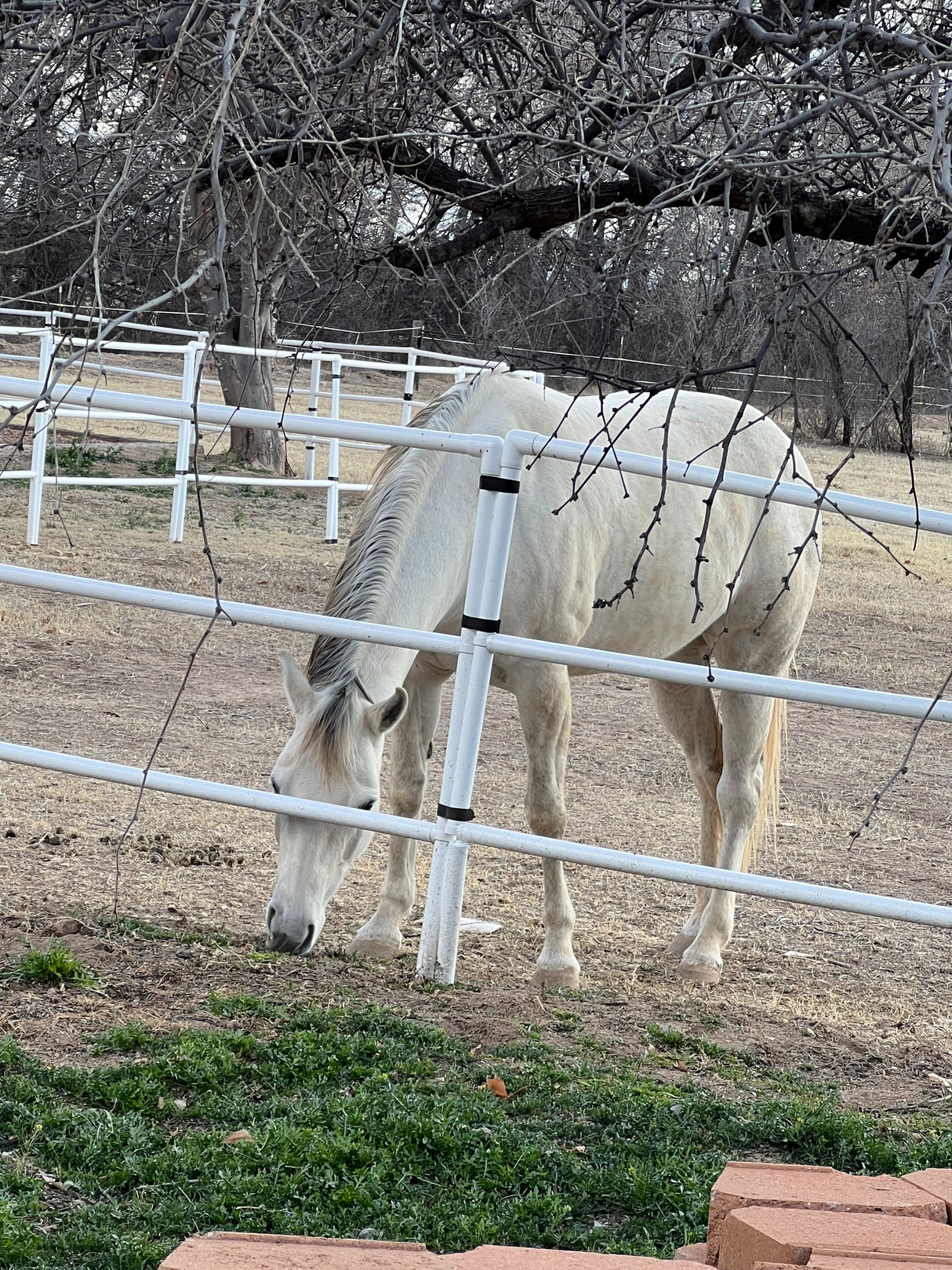 Modular Horse Corral Portable Panel Fencing: (Liberty 8 Panels; 3 Rails)