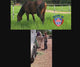 Ready Made Portable Electric Horse Corral Fencing: (Electric EconoLine 8 Panels; 2 Rails)