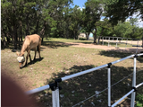 Ready Made Portable Electric Horse Corral Fencing: (Electric EconoLine 12 Panels; 2 Rails)