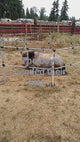 Ready Made Portable Electric Horse Corral Fencing: (Electric EconoLine 8 Panels; 2 Rails)