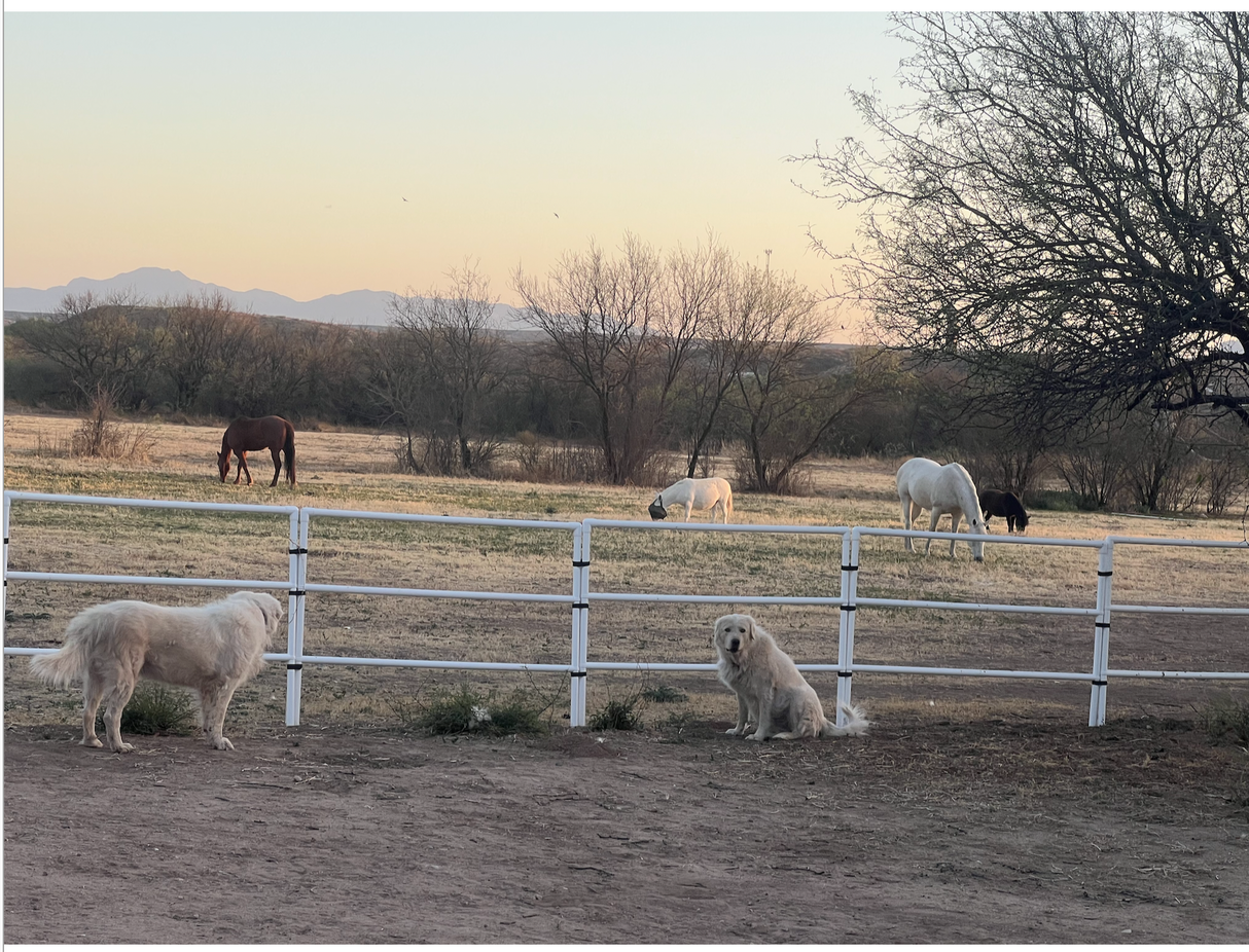 Modular Horse Corral Portable Panel Fencing: (Liberty 8 Panels; 3 Rails)